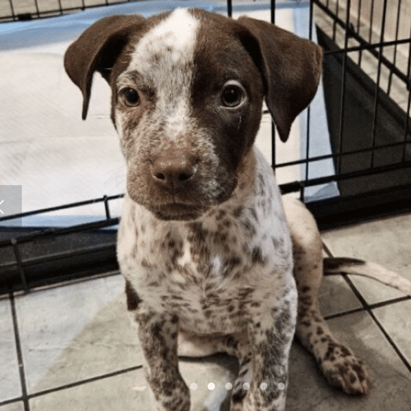 Brown and white 2 mo old pup. Face is half white and half brown.